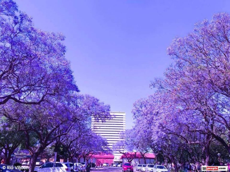 Jacaranda Tree Photos: Purple and White Blossoms in &lsquo;Jacaranda City