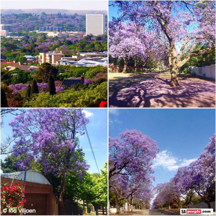 Jacaranda Tree Photos: Purple and White Blossoms in &lsquo;Jacaranda City