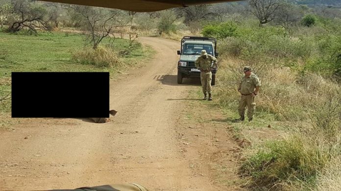 rhino-poached