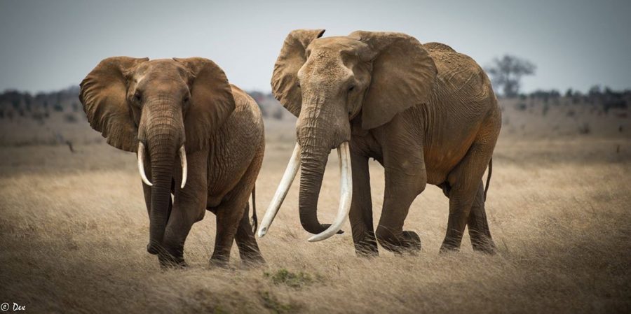 Satao II and another elephant. Photo by Dex Kotze
