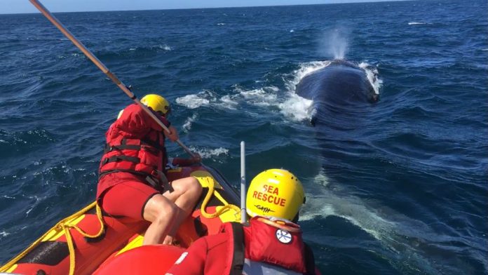whale disentanglement in south africa4