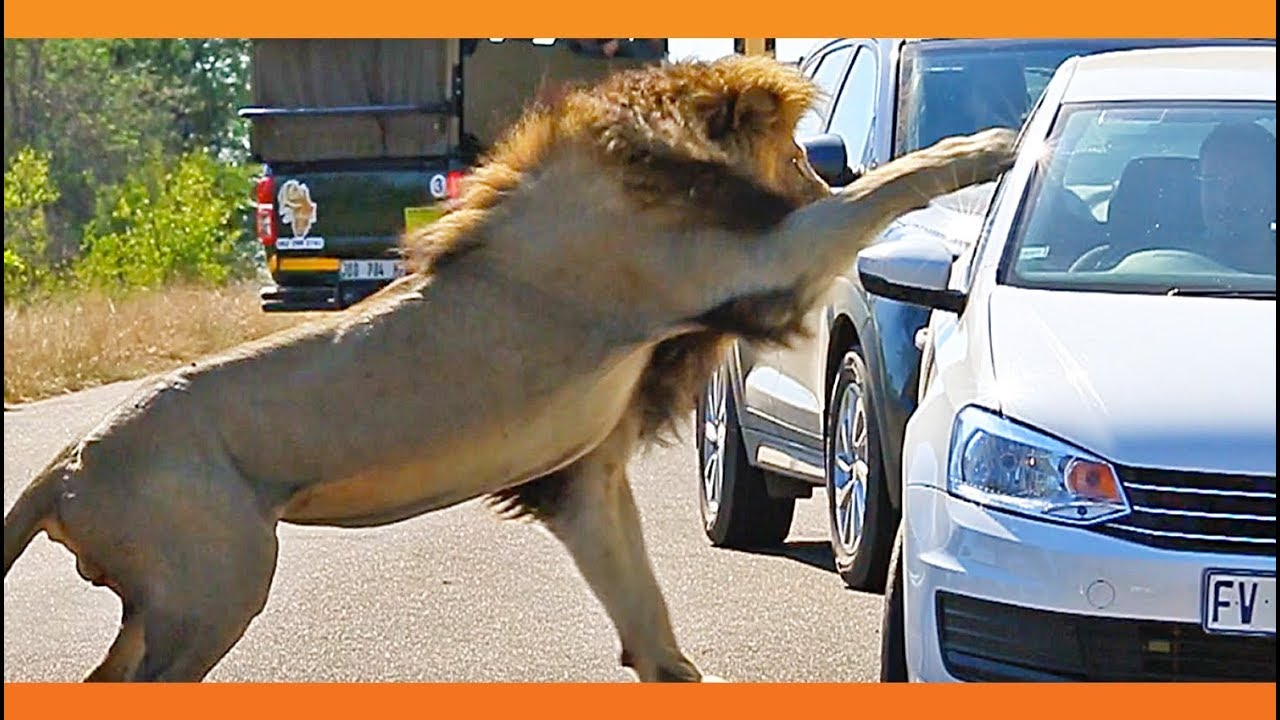 WATCH How Quickly Lustful Lion Attacks Car Near Skukuza, South Africa - SAPeople - Worldwide South African News WATCH How Quickly Lustful Lion Attacks Car Near Skukuza, South Africa - SAPeople - Worldwide South African News