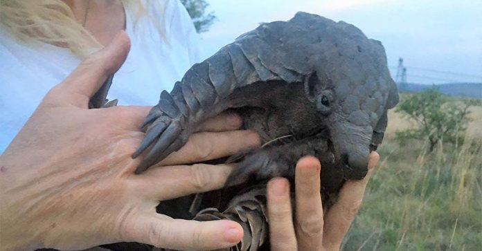 pangolin-th