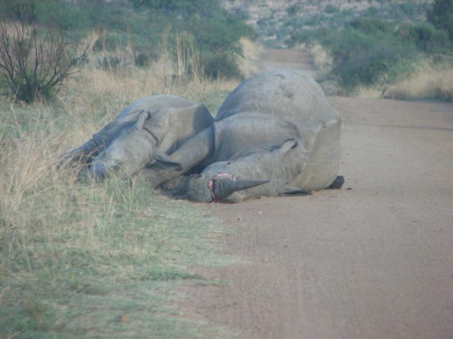 rhino