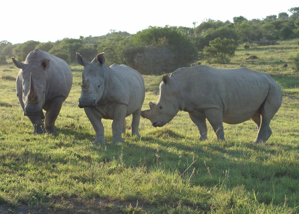 rhino