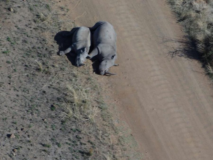 rhino