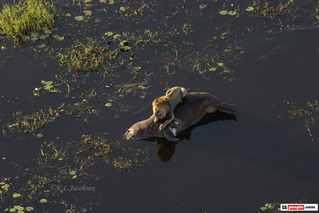Lion on hippo Lion on hippo