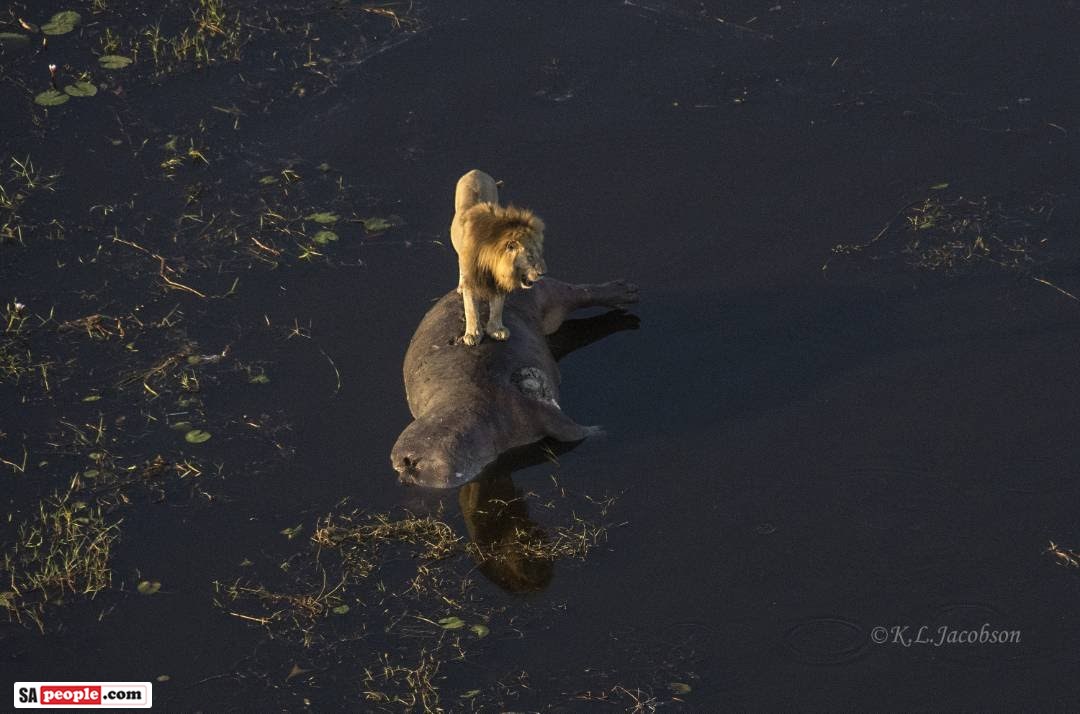 Lion on hippo Africa Lion on hippo in Delta