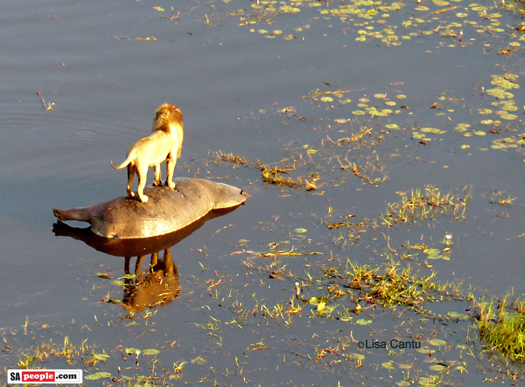 Lion standing on Hippo Lion standing on Hippo
