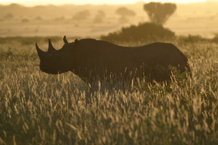 highres_blackrhino-_92435_tn