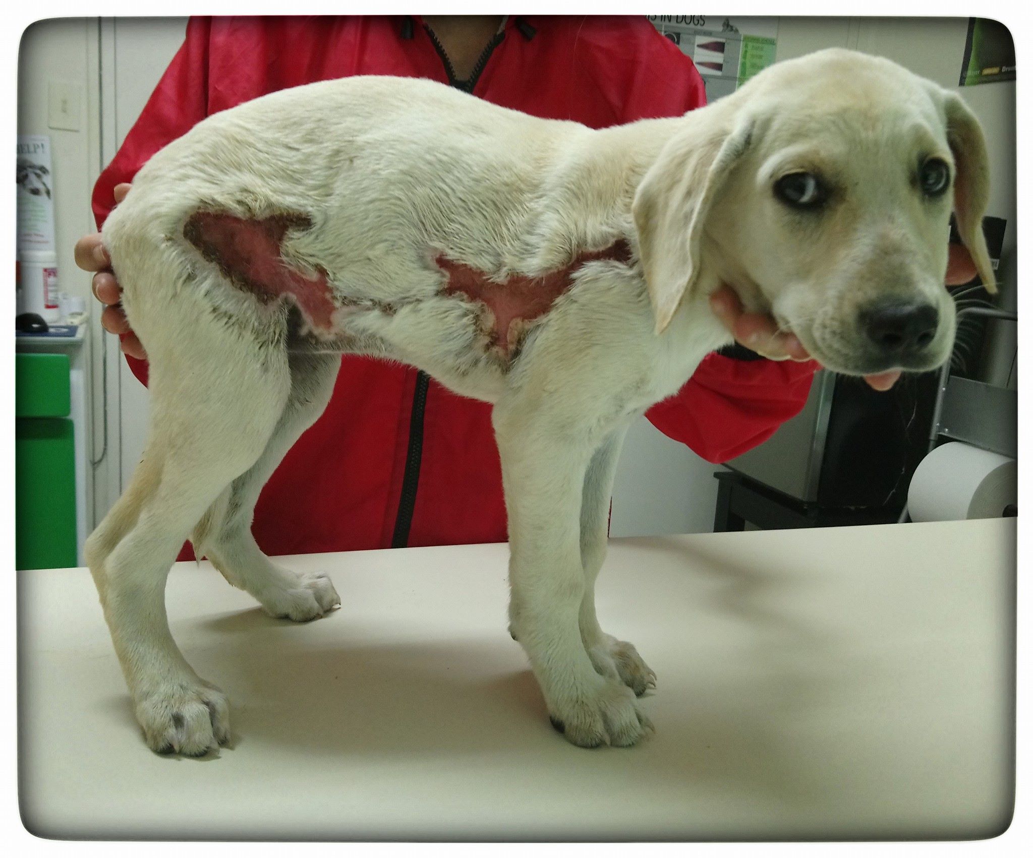 Puppy Cruelly Burnt During Festive Season in South Africa Not The Only