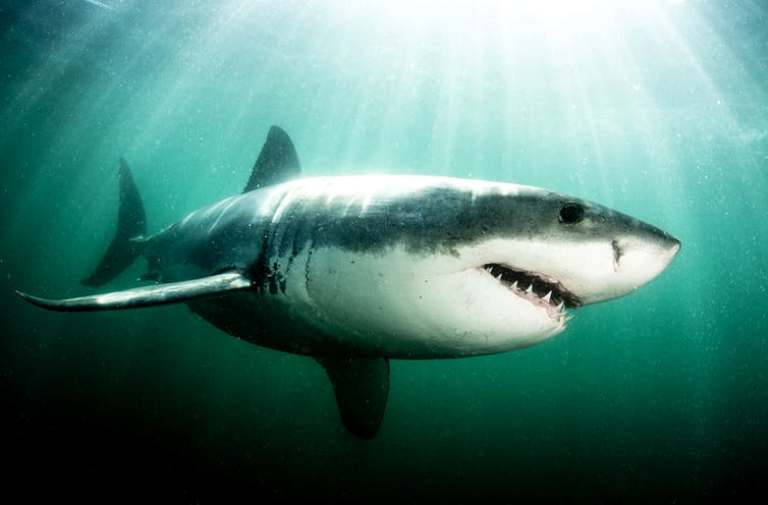 shark