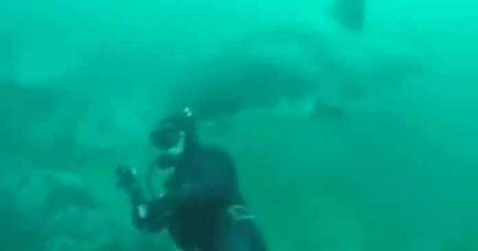 south-african-spear-fisherman-shark
