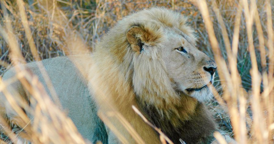 African Lion