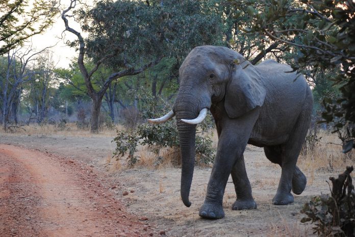 elephant south luanga zambia