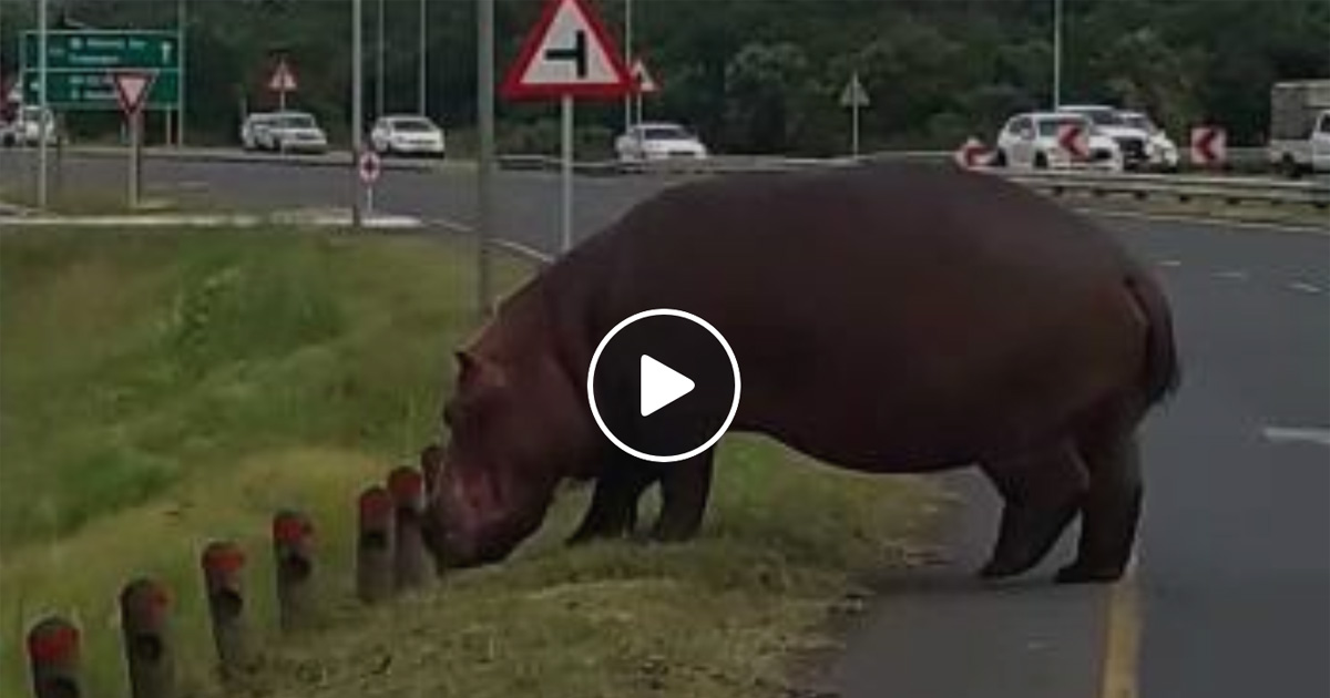 WATCH Hippo Crossing Busy Road! (Why Foreigners Believe 