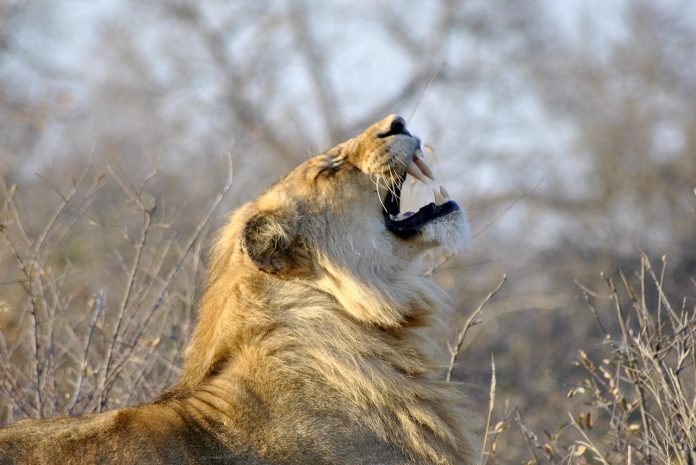 lion pix