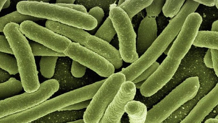 Tragedy Strikes Listeriosis Outbreak Leads To First Death - n3p8f3f