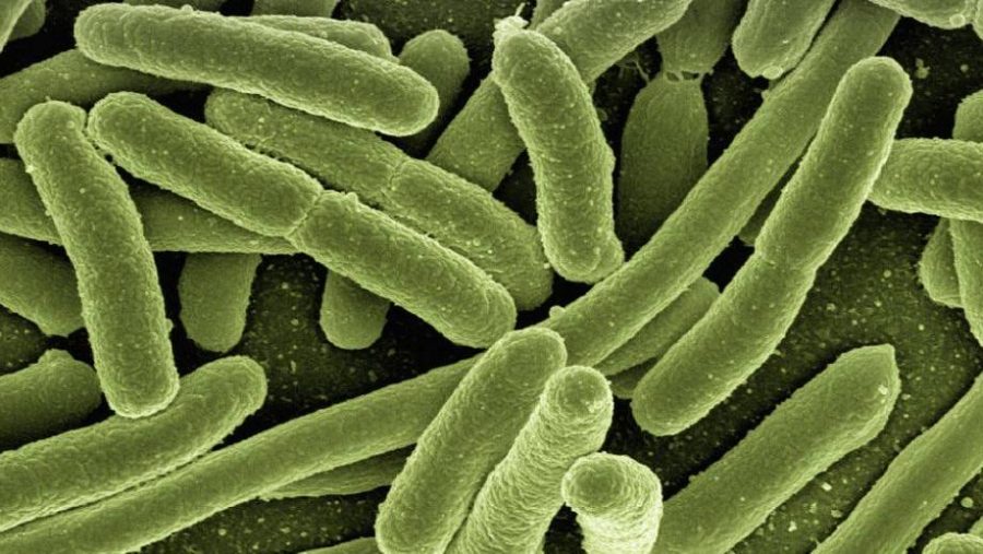 listeriosis