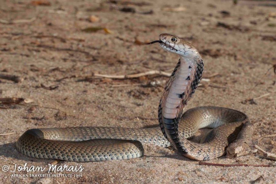 Mozambique Spitting Cobra, highly venomous snake