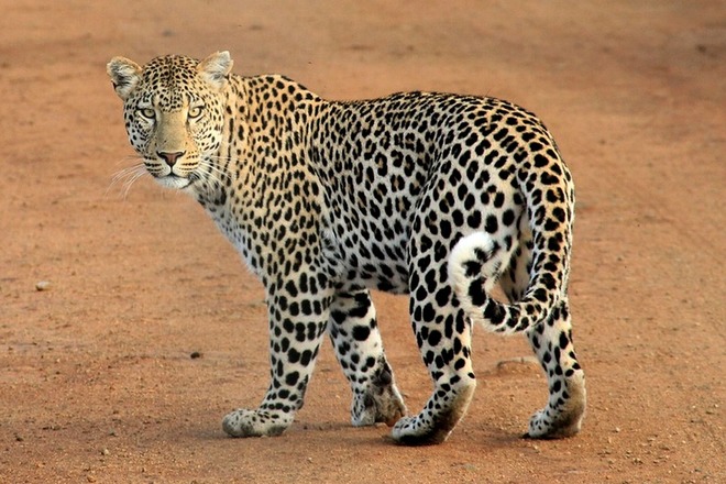 rectangle_leopard-592187_960_720