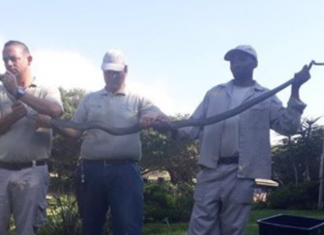 black mamba caught on scottburgh beach