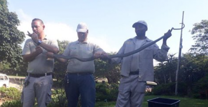 black mamba caught on scottburgh beach black mamba caught on scottburgh beach