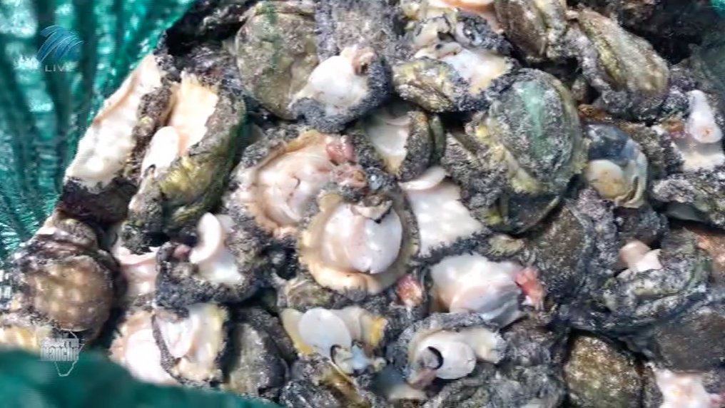 Abalone Worth R2.37 Million Seized at Durban Port, South Africa SAPeople Worldwide South