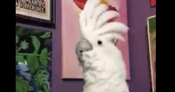 cockatoo-sings-lion-sleeps-tonight