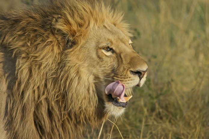 lion pixe
