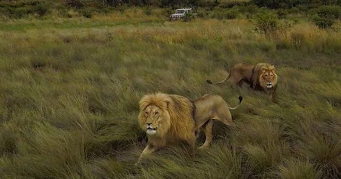 lions-walking-reserve-th