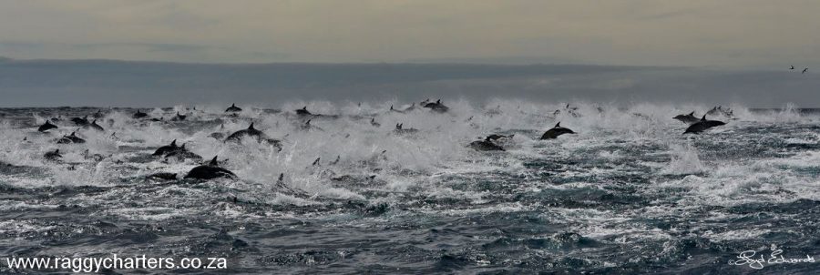 Thousands of dolphins spotted in a super pod in the Eastern Cape a couple of years ago. Thousands of dolphins spotted in a super pod in the Eastern Cape a couple of years ago, South Africa