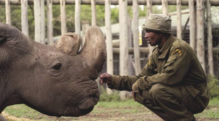 last black male rhino died