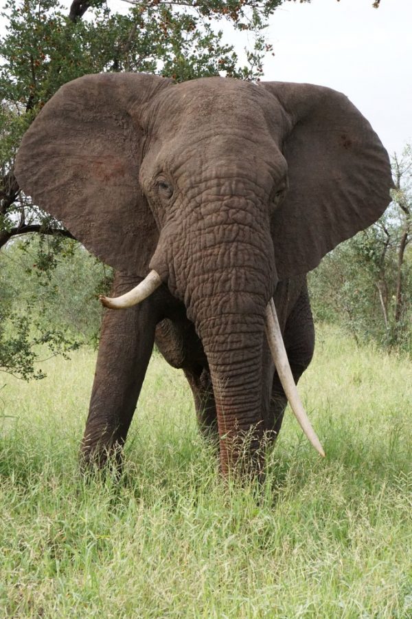 wildlife