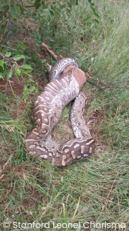 Eish! Impala Swallowed Whole By Monster Python in the Kruger Park ...