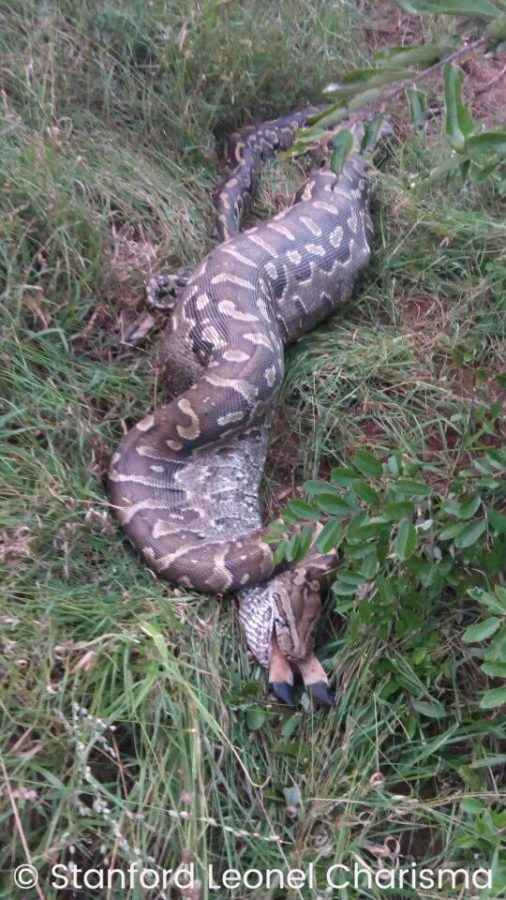 Eish! Impala Swallowed Whole By Monster Python in the Kruger Park ...
