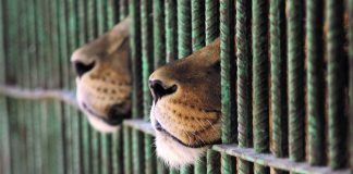 captive breeding lions in cage south africa