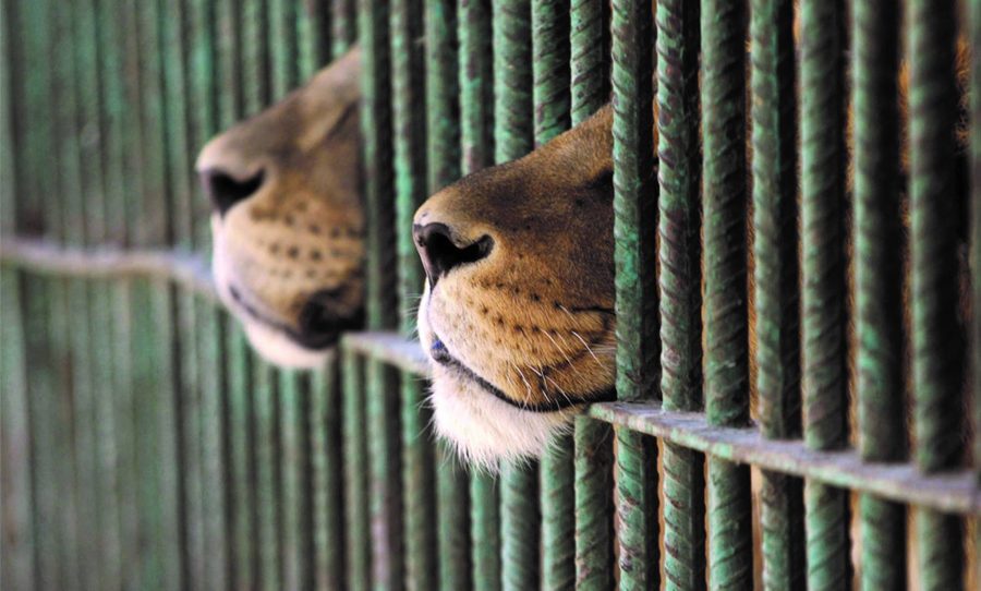 captive breeding lions in cage south africa captive breeding lions in cage south africa