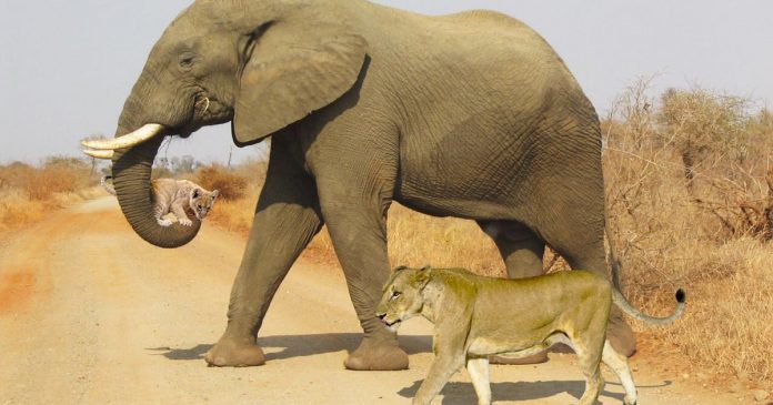 elephant-carrying-lion-cub-safari-africa