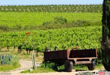 lavendar vineyard old truck