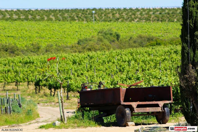 lavendar vineyard old truck
