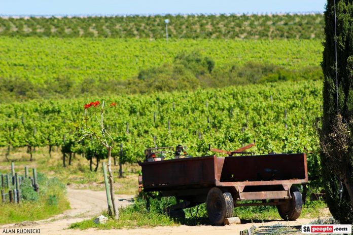 lavendar vineyard old truck lavendar vineyard old truck