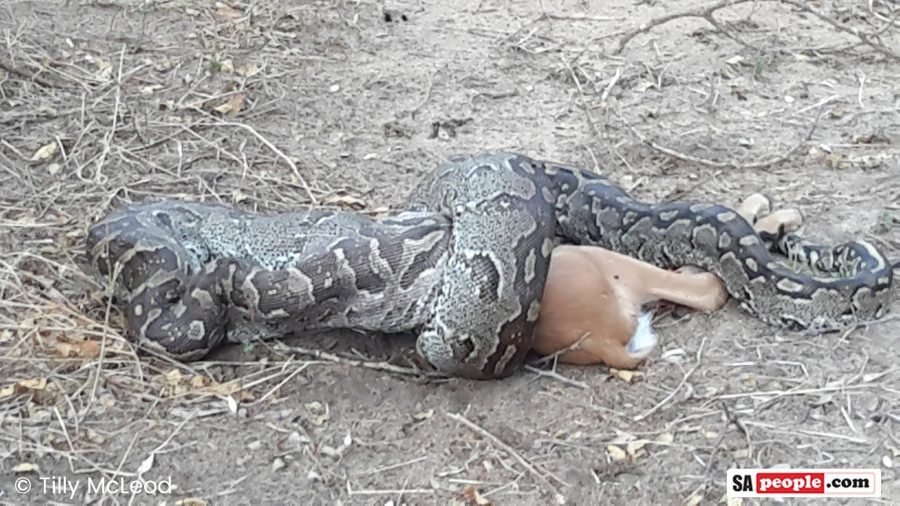 Eish! Impala Swallowed Whole By Monster Python in the Kruger Park ...