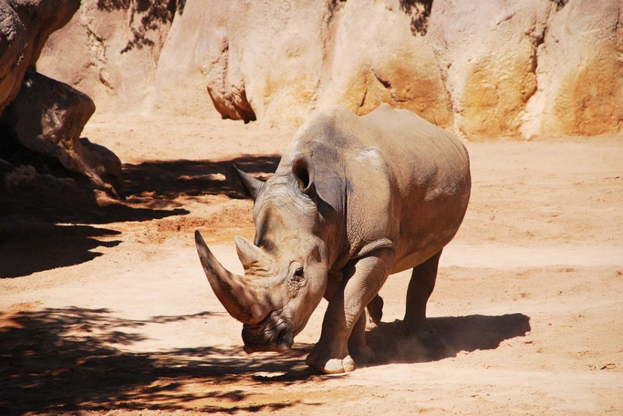 rhinoceros