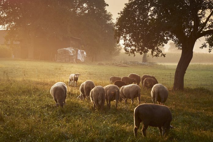 sheep-3209091_1280