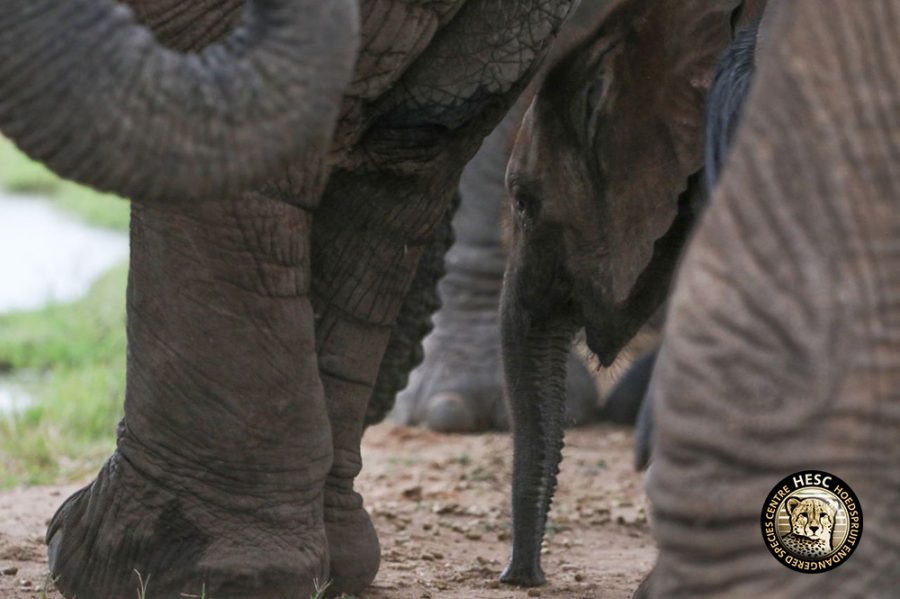 baby elephant