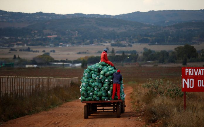 Farm workers harvest cabbages at a farm in Eikenhof, near Johannesburg