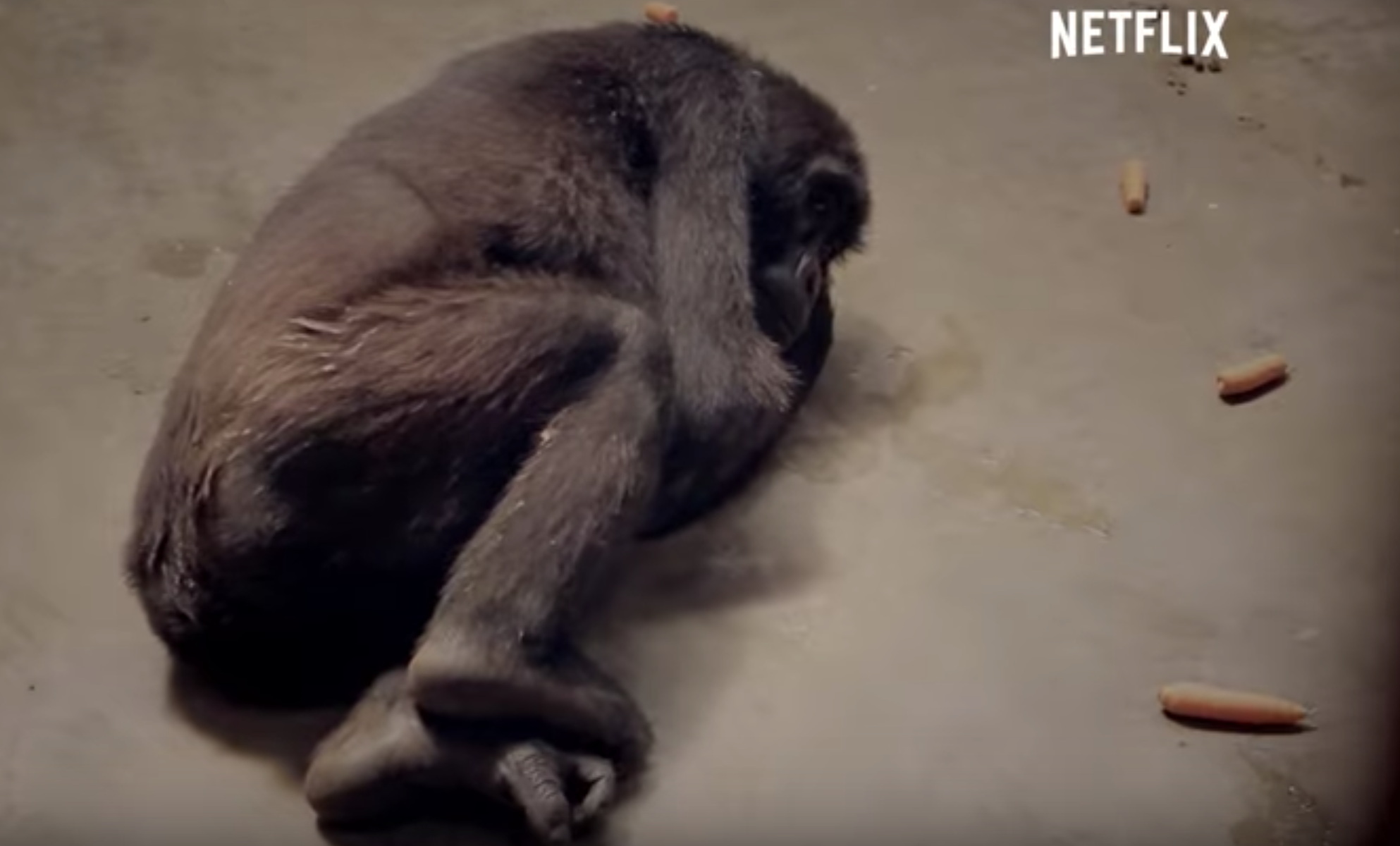 Sad Day for Gorillas as Congo Set to Open 2 National Parks to Oil Drilling - SAPeople - Worldwide South African News Sad Day for Gorillas as Congo Set to Open 2 National Parks to Oil Drilling - SAPeople - Worldwide South African News