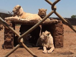 captive bred lions