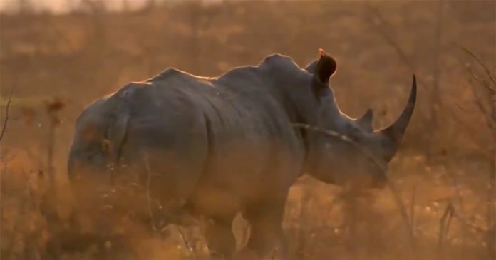 rhino-poaching-investigation